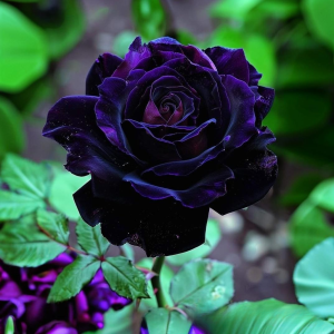 Роза Блэк Пантер купить по цене от 319р. в интернет-магазине «Посадика» с доставкой почтой в в Вилючинске и по всей России – [изображение №1].