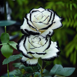 Роза Силк Ивин купить по цене от 319р. в интернет-магазине «Посадика» с доставкой почтой в в Вилючинске и по всей России – [изображение №1].