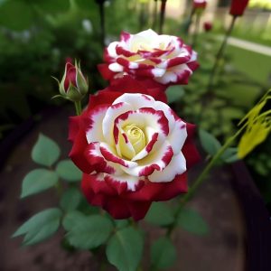 Роза Роял Глом купить по цене от 401р. в интернет-магазине «Посадика» с доставкой почтой в в Вилючинске и по всей России – [изображение №1].