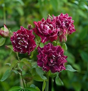 Роза Опаловый Пейзаж купить по цене от 490р. в интернет-магазине «Посадика» с доставкой почтой в в Вилючинске и по всей России – [изображение №1].