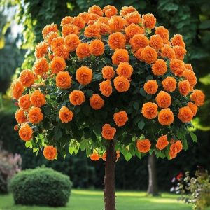 Роза Солнечный Шарм купить по цене от 349р. в интернет-магазине «Посадика» с доставкой почтой в в Вилючинске и по всей России – [изображение №1].