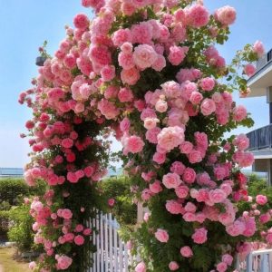 Роза Пастель Розе купить по цене от 605р. в интернет-магазине «Посадика» с доставкой почтой в в Вилючинске и по всей России – [изображение №1].