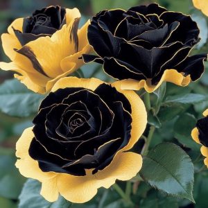 Роза Ханни Сикл купить по цене от 700р. в интернет-магазине «Посадика» с доставкой почтой в в Вилючинске и по всей России – [изображение №1].