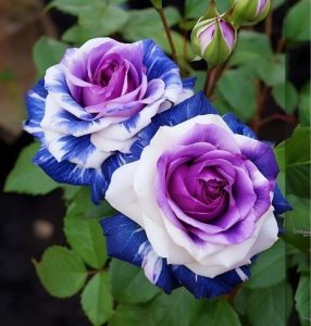 Роза Айвори Каскад купить по цене от 420р. в интернет-магазине «Посадика» с доставкой почтой в в Вилючинске и по всей России – [изображение №1].