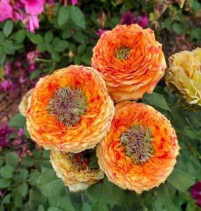 Роза Золотой Мираж купить по цене от 420р. в интернет-магазине «Посадика» с доставкой почтой в в Вилючинске и по всей России – [изображение №1].