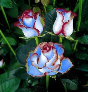 Роза Сафайер Пэтл купить по цене от 450р. в интернет-магазине «Посадика» с доставкой почтой в в Вилючинске и по всей России – [изображение №1].