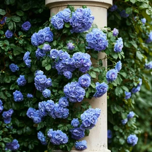 Роза плетистая Блю Перпл купить по цене от 540р. в интернет-магазине «Посадика» с доставкой почтой в в Вилючинске и по всей России – [изображение №1].